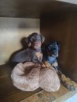 Filhotes de Dobermann com Pedigree CBKC ALKC