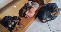 Filhotes de Dobermann com Pedigree CBKC ALKC