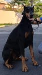 Filhotes de Dobermann com Pedigree CBKC ALKC