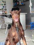 Filhotes de Dobermann com Pedigree CBKC ALKC