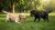 Cachorros Labrador Retriever